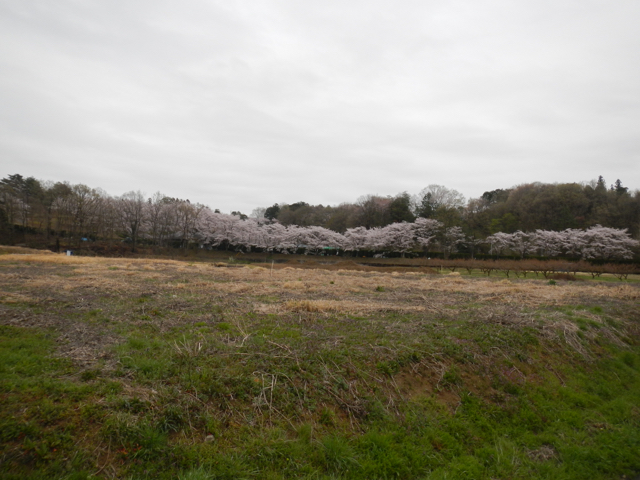 道路側の標高が上がって八高線が掘割になると所の近くの桜